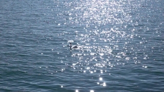 Ocean, Sea, Body Of Water, Water, Reflection, Lake