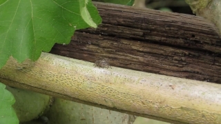 Old, Wood, Tree, Wall, Brown, Rough