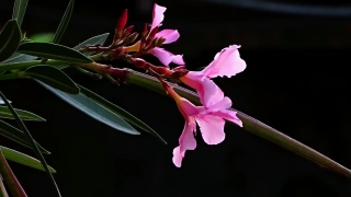 Oleander, Poisonous Plant, Plant, Organism, Flower, Pink