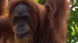 Orangutan, Ape, Primate, Monkey, Wildlife, Wild
