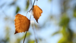 Ornamental, Plant, Autumn, Orange, Leaf, Tree