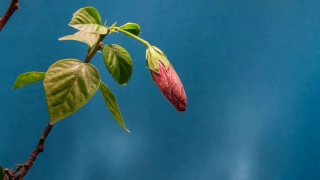 Ornamental, Plant, Mission Bells, Leaf, Bulbous Plant, Vascular Plant