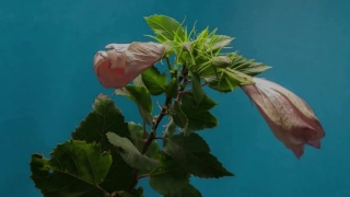 Ornamental, Tree, Plant, Leaf, Summer, Branch
