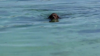 Otter, Mammal, Water, Sea, Ocean, Mink
