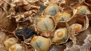 Oyster, Bivalve, Mollusk, Invertebrate, Food, Animal