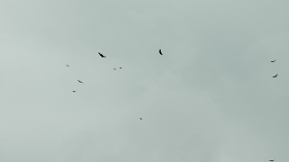 Parachute, Rescue Equipment, Equipment, Sky, Flying, Bird