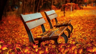Park Bench, Bench, Seat, Furniture, Park, Happy