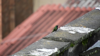 Park Bench, Bench, Seat, Tile Roof, Rake, Roof