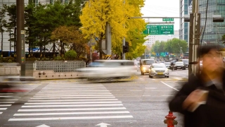 Park, Tree, Autumn, Landscape, Fall, Avenue