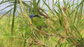 Parrot, Bird, Macaw, Wildlife, Beak, Feather