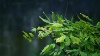 Parsley, Plant, Herb, Leaves, Tree, Vascular Plant