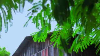 Parsley, Plant, Leaf, Leaves, Tree, Forest