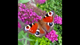 Peacock, Insect, Spring, Garden, Flower, Plant