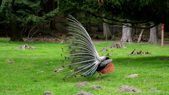Peacock, Peafowl, Pheasant, Game Bird, Grass, Tree