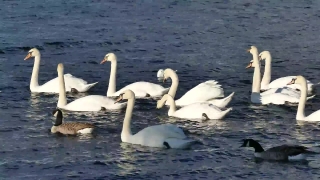 Pelican, Bird, Seabird, Aquatic Bird, Goose, Water