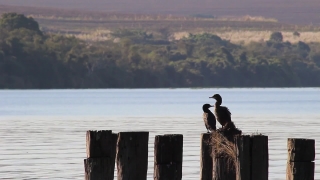 Pelican, Water, Ocean, Sea, Beach, Shore