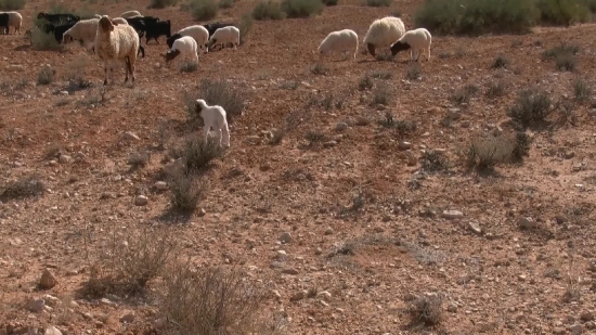 Pen, Enclosure, Sheep, Simpleton, Landscape, Ram