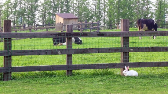 Pen, Fence, Enclosure, Worm Fence, Farm, Grass