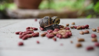 Pepper, Food, Fruit, Peanut, Ingredient, Brown
