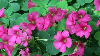 Periwinkle, Herb, Vascular Plant, Plant, Flower, Flowers
