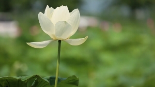 Petal, Flower, Plant, Lotus, Blossom, Bloom