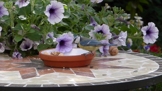 Petunia, Flower, Angiosperm, Spermatophyte, Flowers, Vascular Plant