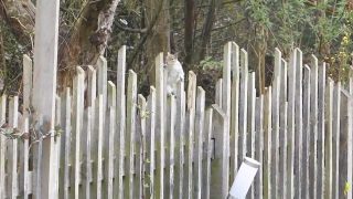 Picket Fence, Fence, Barrier, Obstruction, Structure, Wood