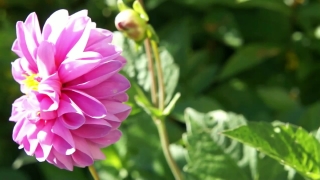 Pink, Flower, Petal, Plant, Blossom, Garden