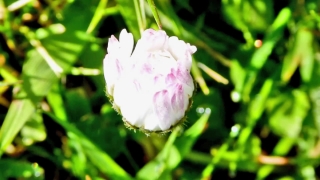 Pink, Flower, Plant, Garden, Blossom, Flora