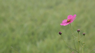 Pink, Flower, Plant, Herb, Blossom, Garden