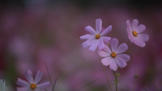 Pink, Flower, Plant, Petal, Vascular Plant, Blossom