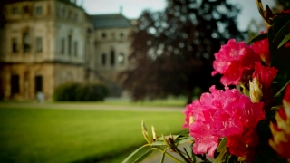 Pink, Flower, Shrub, Plant, Rhododendron, Flowers