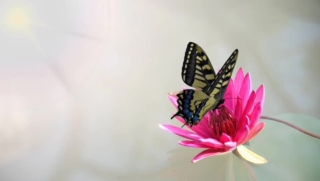 Pink, Petal, Flower, Plant, Floral, Blossom