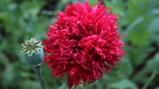 Pink, Plant, Flower, Herb, Garden, Blossom