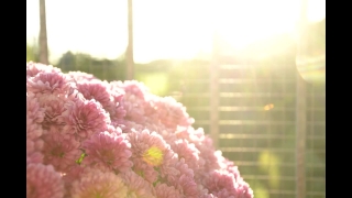 Pink, Pollen, Food, Yellow, Close, Lilac