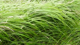 Plant, Aquatic Plant, Vascular Plant, Field, Grass, Eelgrass