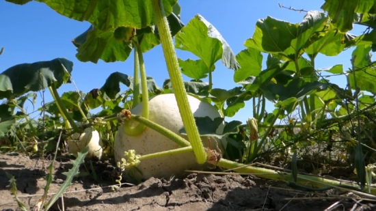 Plant, Banana, Vegetable, Produce, Kohlrabi, Leaf