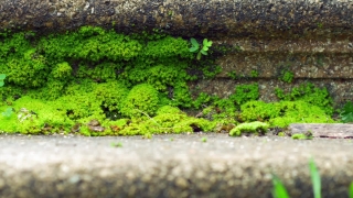 Plant, Broccoli, Vegetable, Tree, Natural, Leaf