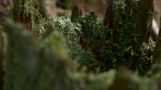 Plant, Club Moss, Vascular Plant, Fern Ally, Tree, Forest