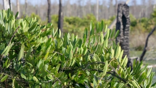 Plant, Field, Vascular Plant, Farm, Woody Plant, Tree