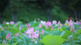 Plant, Flower, Pink, Vascular Plant, Blossom, Flora