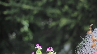 Plant, Flower, Vascular Plant, Herb, Pink, Blossom