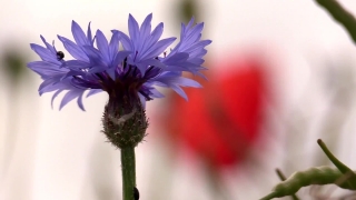 Plant, Flower, Vascular Plant, Herb, Pollen, Garden