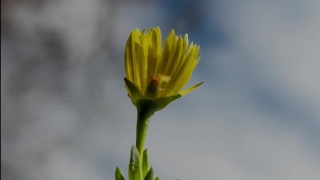 Plant, Flower, Vascular Plant, Sunflower, Yellow, Blossom