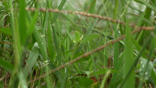 Plant, Grass, Field, Growth, Spring, Vascular Plant