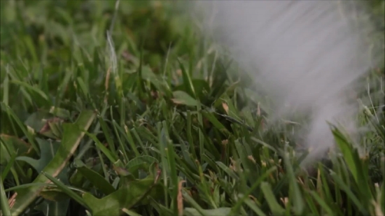 Plant, Grass, Field, Vascular Plant, Spring, Shrub