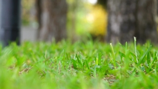 Plant, Grass, Herb, Lawn, Garden, Meadow