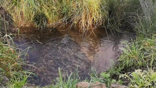 Plant, Grass, Tree, Mammal, Water, Wild