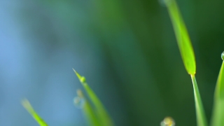 Plant, Herb, Grass, Dew, Vascular Plant, Garden