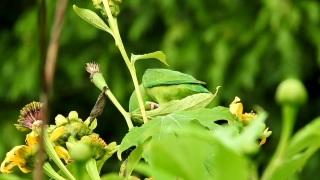 Plant, Herb, Leaf, Vascular Plant, Garden, Mantis